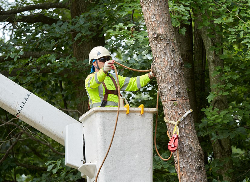 Are Tree Arborist Reports Of Any Use?